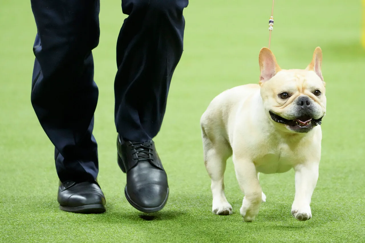 Unveiling the Search for Long-Nosed French Bulldog Breeds in the USA