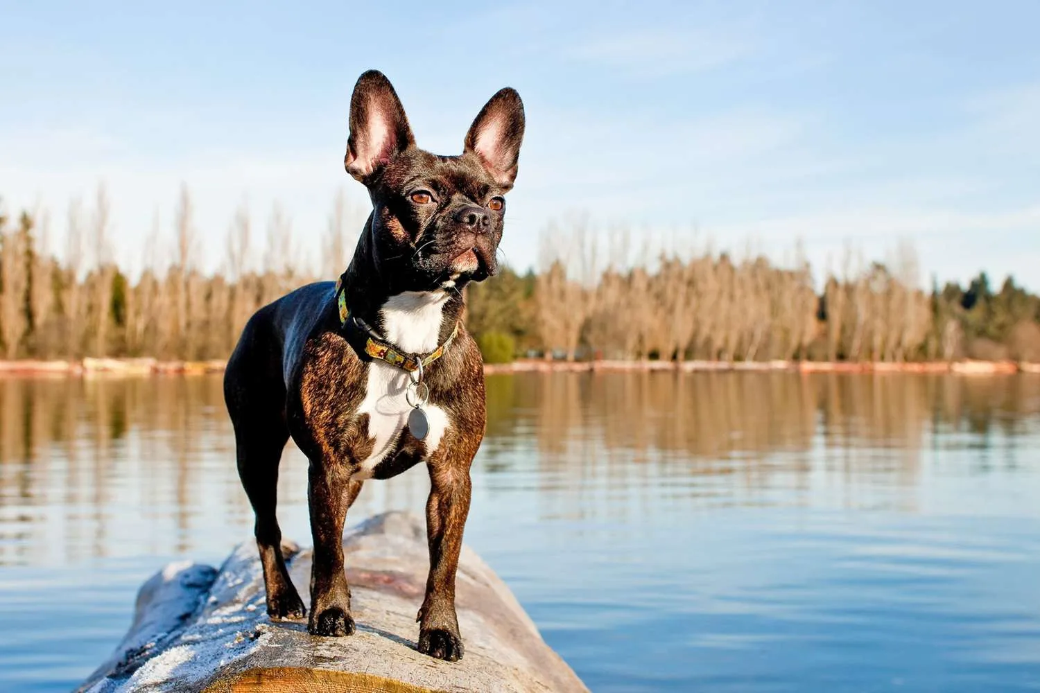 Unveiling the Frenchton: A Perfect Blend of French Bulldog and Boston Terrier