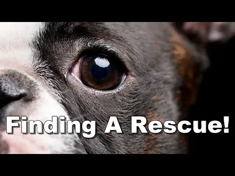Saving Grace: Boston Terrier Rescue in MA Saving Grace: Boston Terrier Rescue in MA