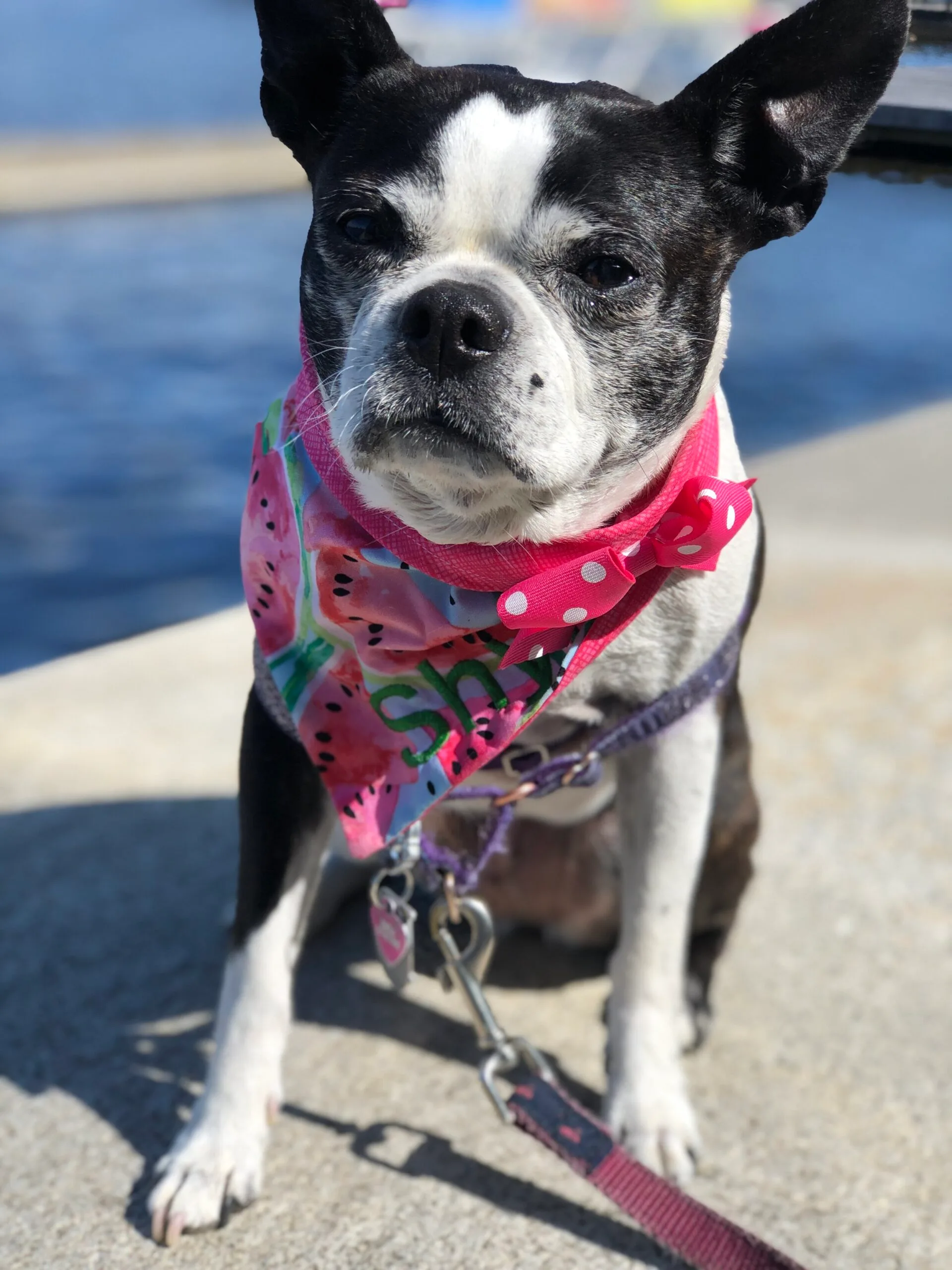 Saving Grace: Boston Terrier Rescue in MA