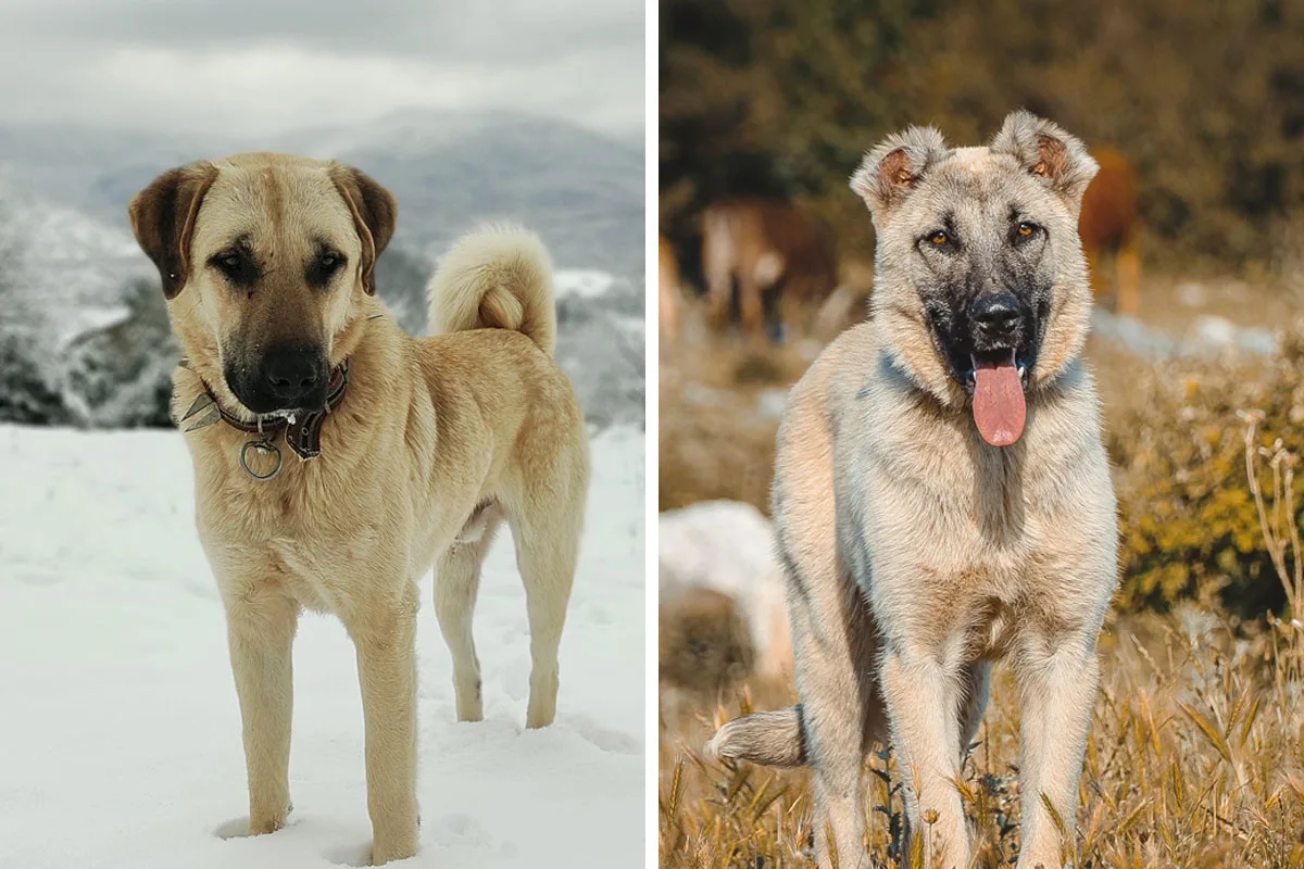 Understanding Kangal Dog Prices: What You Need to Know Before You Buy Understanding Kangal Dog Prices: What You Need to Know Before You Buy