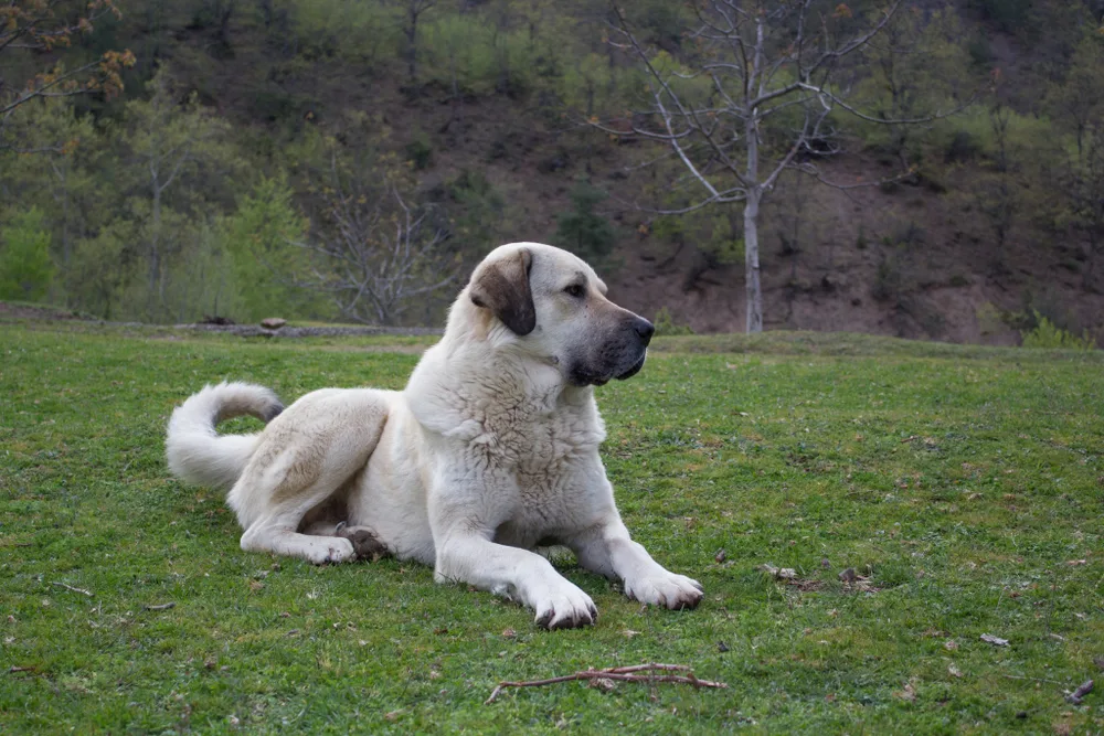 Understanding Kangal Dog Prices: What You Need to Know Before You Buy Understanding Kangal Dog Prices: What You Need to Know Before You Buy