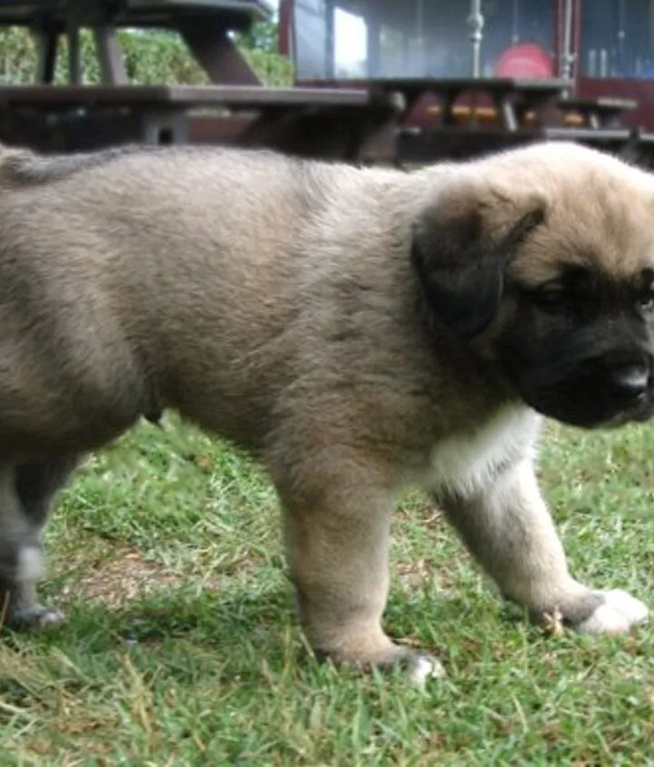 Understanding Kangal Dog Prices: What You Need to Know Before You Buy Understanding Kangal Dog Prices: What You Need to Know Before You Buy