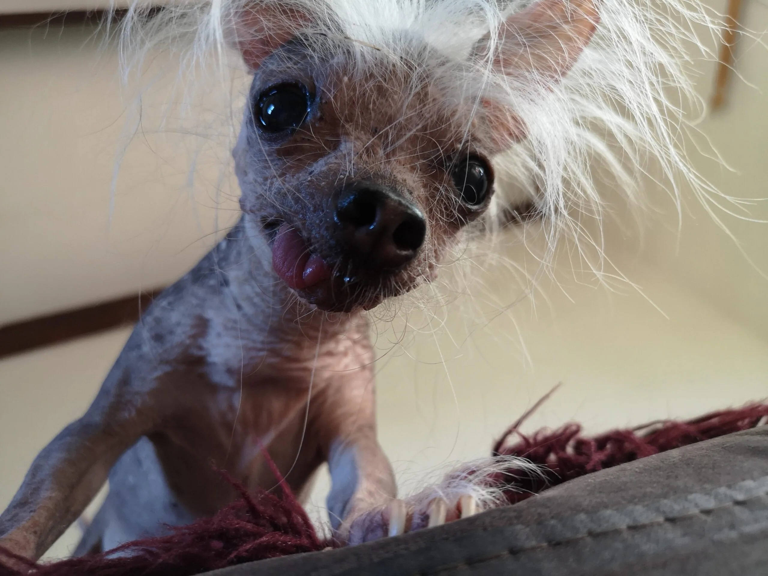 Unleashing the Charm: Chihuahua-Chinese Crested Mix Puppies Revealed!