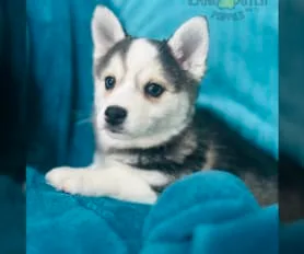 Unveiling the Cost: Alaskan Klee Kai Puppy Price Guide Unveiling the Cost: Alaskan Klee Kai Puppy Price Guide