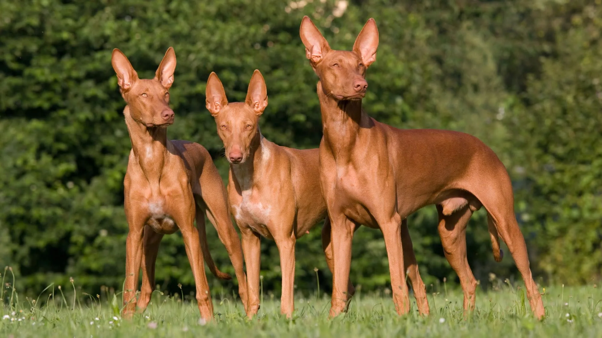 Discover Rare Black Pharaoh Hound Puppies Near You! Discover Rare Black Pharaoh Hound Puppies Near You!