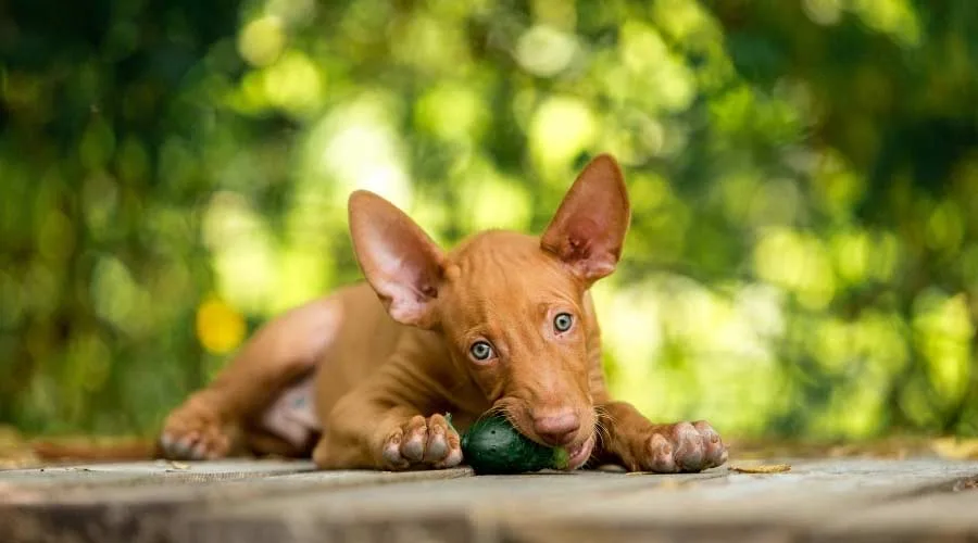 Discover Rare Black Pharaoh Hound Puppies Near You! Discover Rare Black Pharaoh Hound Puppies Near You!