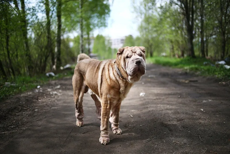 Understanding the Pricing Spectrum: What Does a Shar Pei Really Cost?