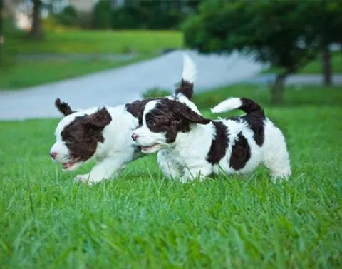 The Ultimate Guide to Bringing Home a Springerdoodle Puppy
