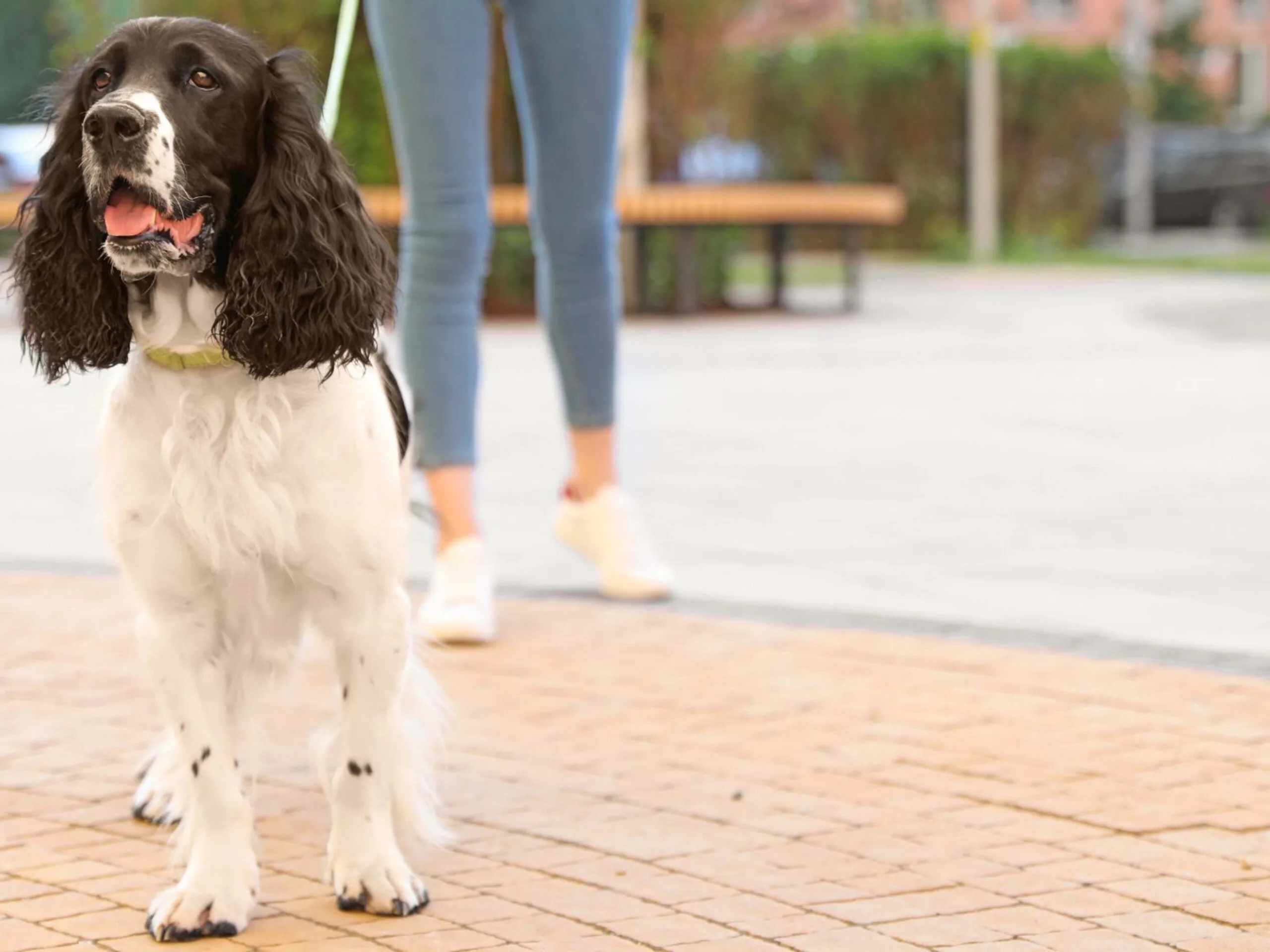 Understanding Health Challenges: A Comprehensive Guide for English Springer Spaniel Owners