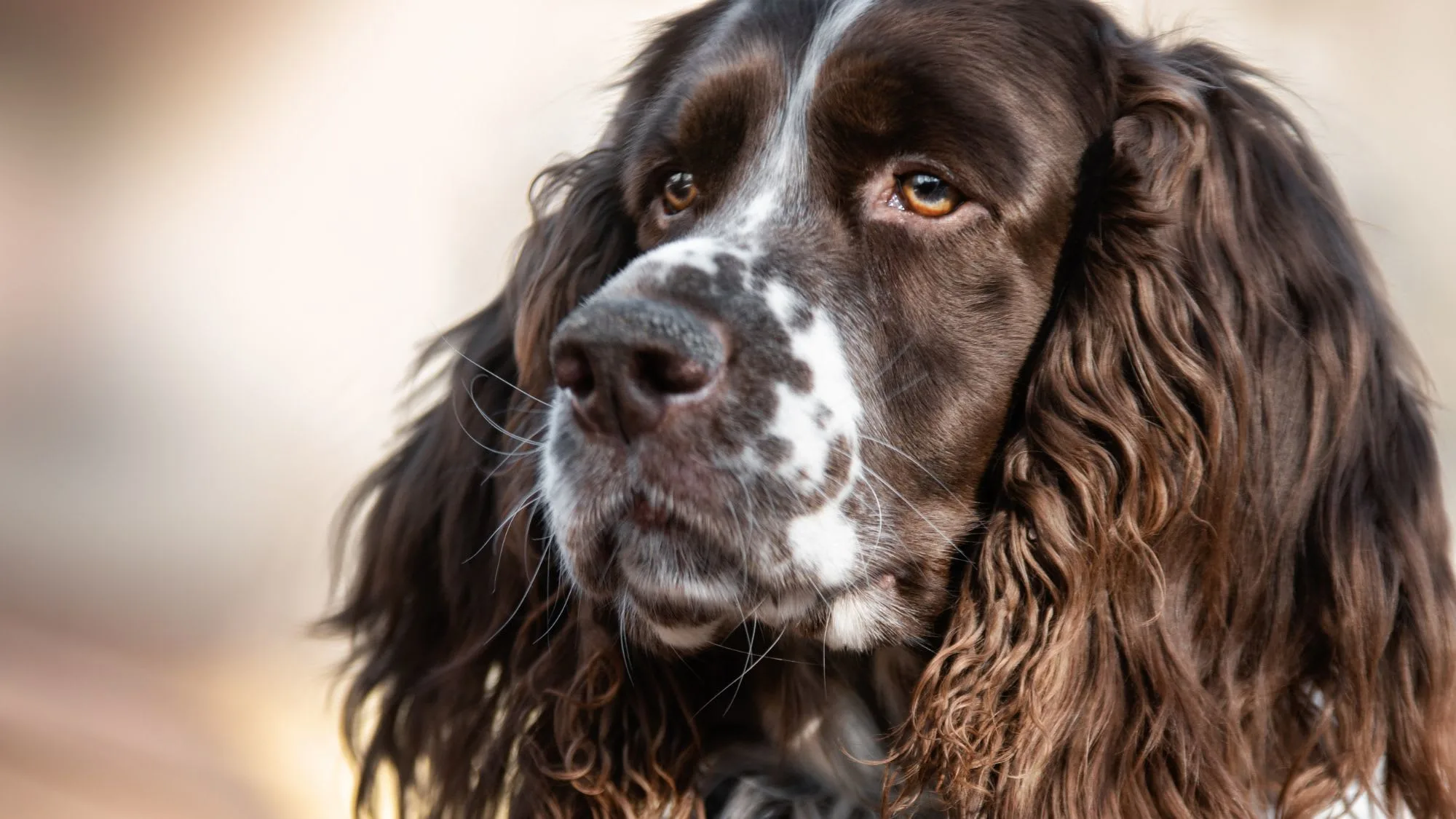 Understanding Health Challenges: A Comprehensive Guide for English Springer Spaniel Owners Understanding Health Challenges: A Comprehensive Guide for English Springer Spaniel Owners