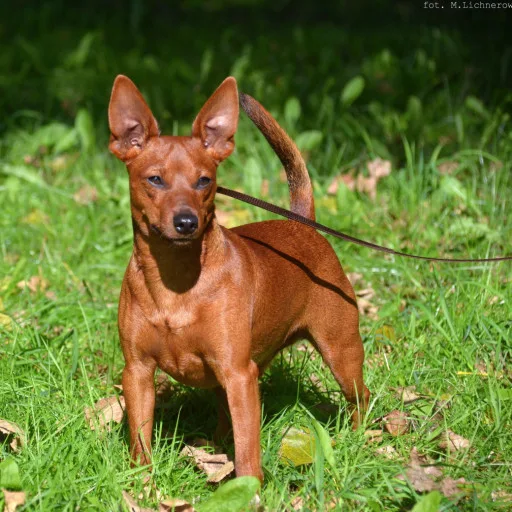 Unlocking the Price Mystery: How Much Does a Miniature Pinscher Cost in 2024? Unlocking the Price Mystery: How Much Does a Miniature Pinscher Cost in 2024?
