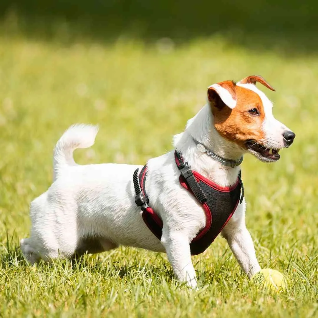Choosing Between a Border Terrier and Jack Russell: A Guide for Sports Enthusiasts Choosing Between a Border Terrier and Jack Russell: A Guide for Sports Enthusiasts