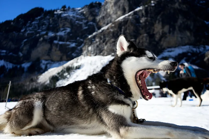 The Husky Scream: Why Do Huskies Howl, Whine, and Yell?